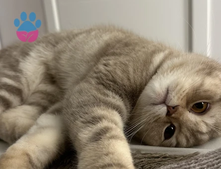 Scottish fold 1 Yaşında Kedim Eş Arıyor