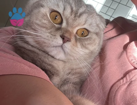 Scottish fold 1 Yaşında Kedim Eş Arıyor