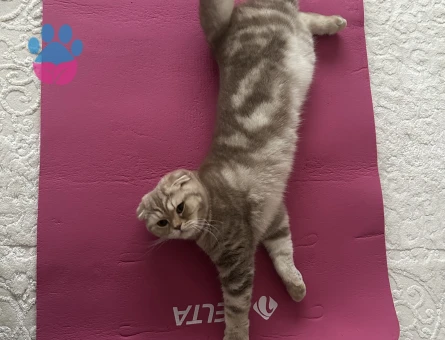 Scottish fold 1 Yaşında Kedim Eş Arıyor