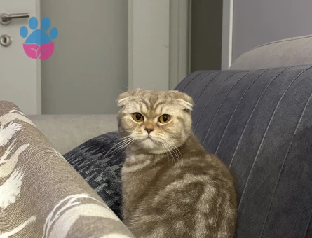 Scottish fold 1 Yaşında Kedim Eş Arıyor