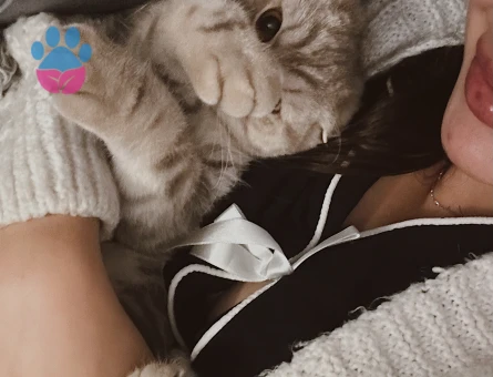 Scottish fold 1 Yaşında Kedim Eş Arıyor