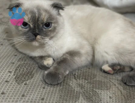 Scottish Fold 1 Yaşında Eş Arıyor