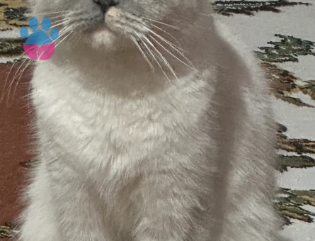 Scottish Fold 1 Yaşında Eş Arıyor