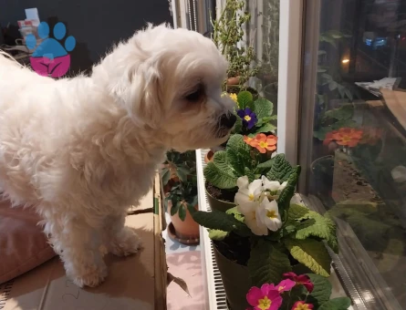 2.5 yaşındaki kızıma eş arıyorum