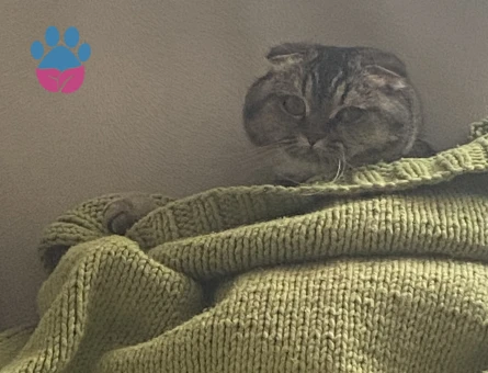 Çiftleşmek için erkek eş aranmaktadır