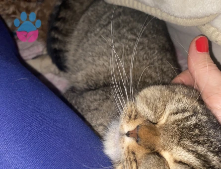 Çiftleşmek için erkek eş aranmaktadır