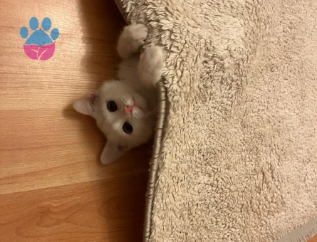 Kedime eş arıyorum