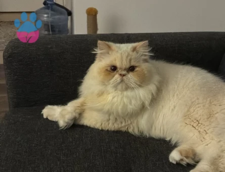 Behlul kedimiz kızgınlıkta