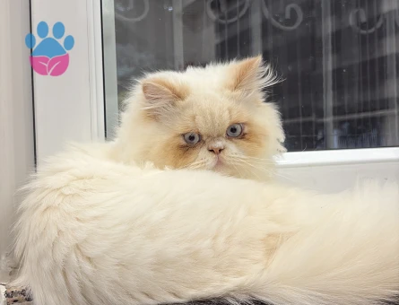 Behlul kedimiz kızgınlıkta