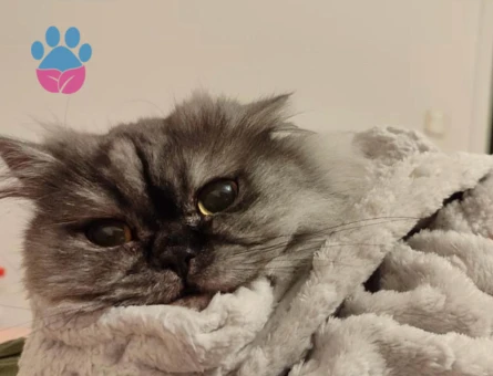 2 yaşında erkek kedime acil eş arıyoruz