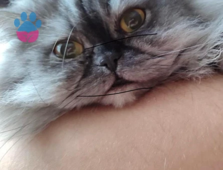 2 yaşında erkek kedime acil eş arıyoruz