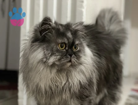 2 yaşında erkek kedime acil eş arıyoruz