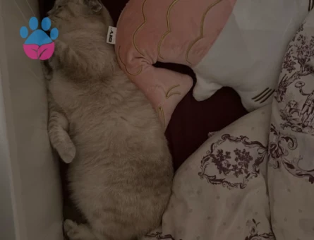 Güzel kızıma eş arıyorum