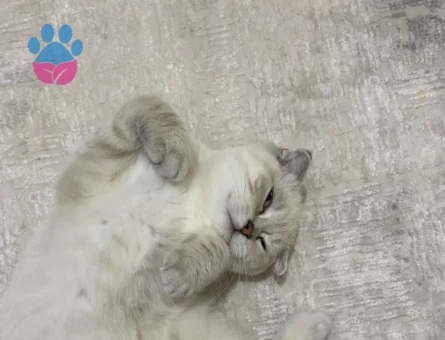 Güzel kızıma eş arıyorum