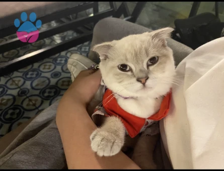 Güzel kızıma eş arıyorum