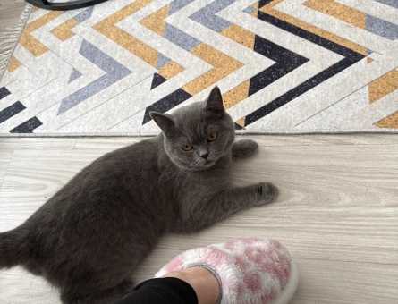 British Shorthair 1 Yaşında Eş Arıyor - 118982716