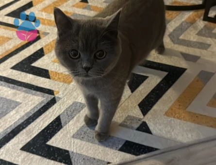 British Shorthair 1 Yaşında Eş Arıyor