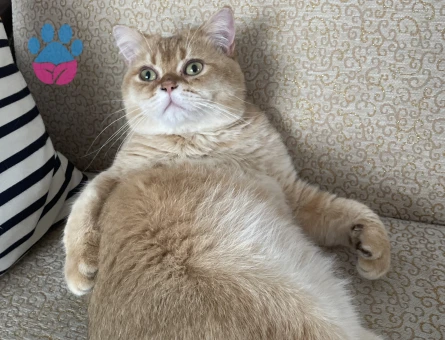 British Shorthair Aslan bey Eş Arıyor