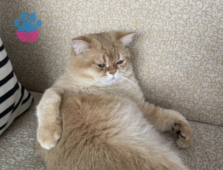 British Shorthair Aslan bey Eş Arıyor