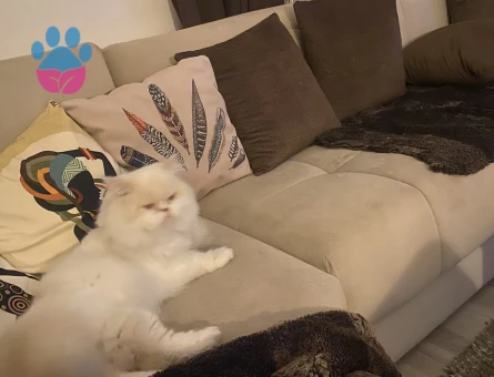 Yakışıklı oğluma prenses arıyorum