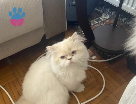 Yakışıklı oğluma prenses arıyorum