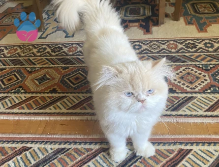 Yakışıklı oğluma prenses arıyorum