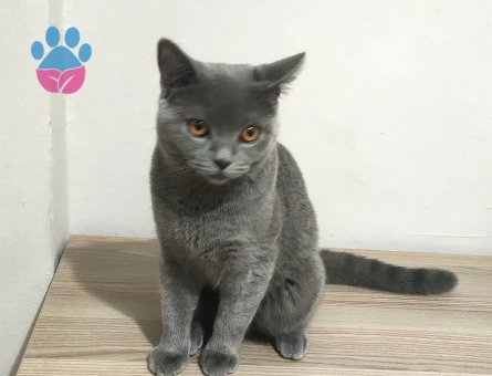 British Shorthair 1 Yaşında Eş Arıyor