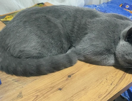 British Shorthair 1 Yaşında Eş Arıyor - 118982721
