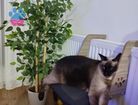 Siyam 2 Yaşında Kedime Eş Arıyorum