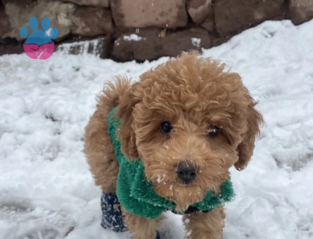 Toy poodle Erkek Yavrumuza Eş Arıyoruz