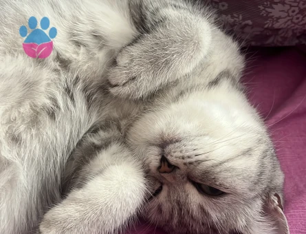 British kedimi çiftleştirmek istiyorum