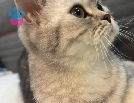 British kedimi çiftleştirmek istiyorum