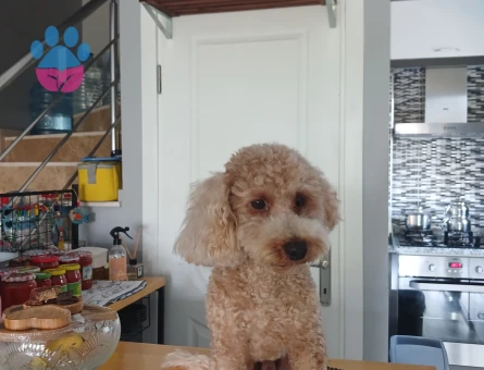 Toy Poodle Oğlumuza eş arıyoruz