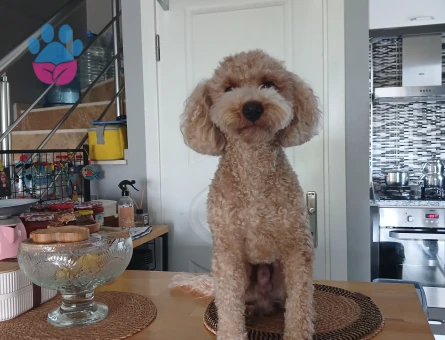 Toy Poodle Oğlumuza eş arıyoruz