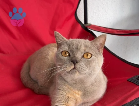 Kedimize erkek aday arıyoruz