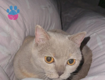 Kedimize erkek aday arıyoruz