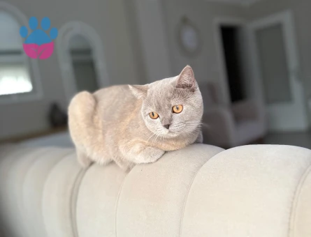 Kedimize erkek aday arıyoruz