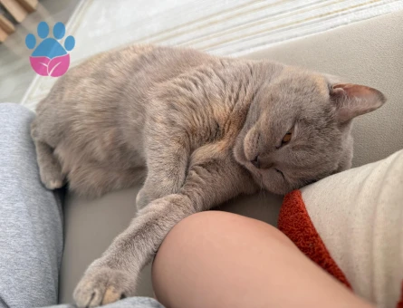 Kedimize erkek aday arıyoruz