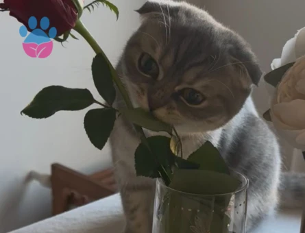 Kızımız Mila'ya Eş Arıyoruz