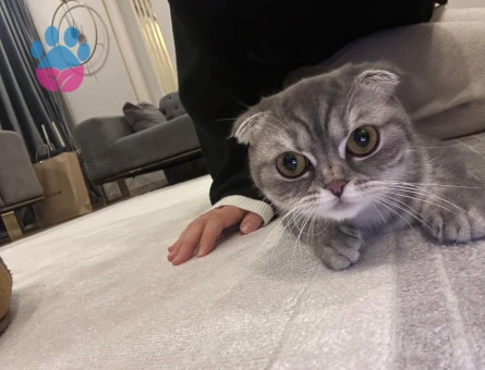 Kızımız Mila'ya Eş Arıyoruz