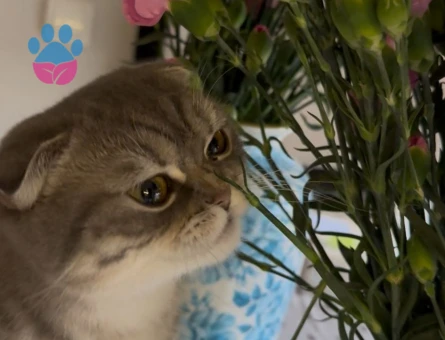 Kızımız Mila'ya Eş Arıyoruz