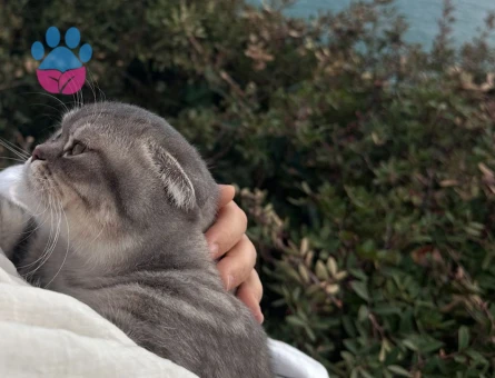 Kızımız Mila'ya Eş Arıyoruz