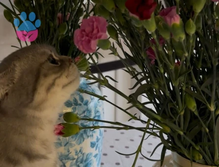 Kızımız Mila'ya Eş Arıyoruz