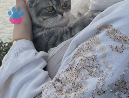 Kızımız Mila'ya Eş Arıyoruz