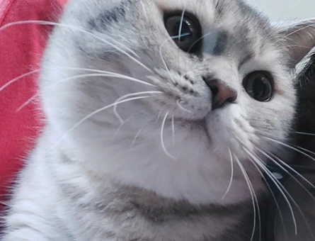 British Shorthair Oğluma Eş Arıyorum - 118965158