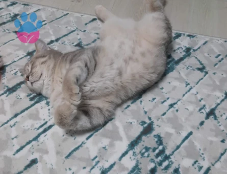 British Shorthair Oğluma Eş Arıyorum