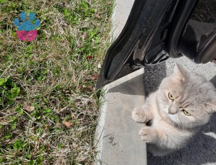 British Shorthair Oğluma Eş Arıyorum