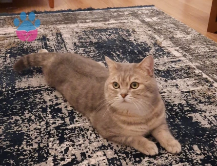 British Shorthair Oğluma Eş Arıyorum
