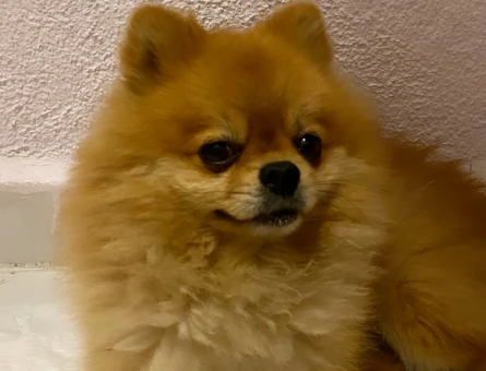 Poomeranian Boo Oğluma Eş Arıyorum - 118965161