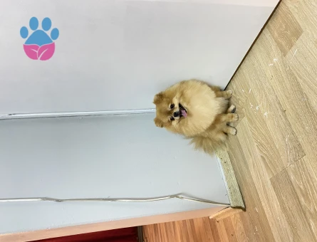 Poomeranian Boo Oğluma Eş Arıyorum